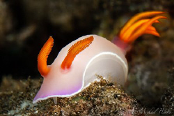 Hypselodoris bullockii, Nikon D300, 105mm, Ikelite, 2xDS125 by Michael Henke 